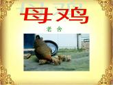 语文部编版4年级下册14课 母鸡15课件PPT