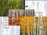 语文部编版4年级下册11课 白桦3课件PPT