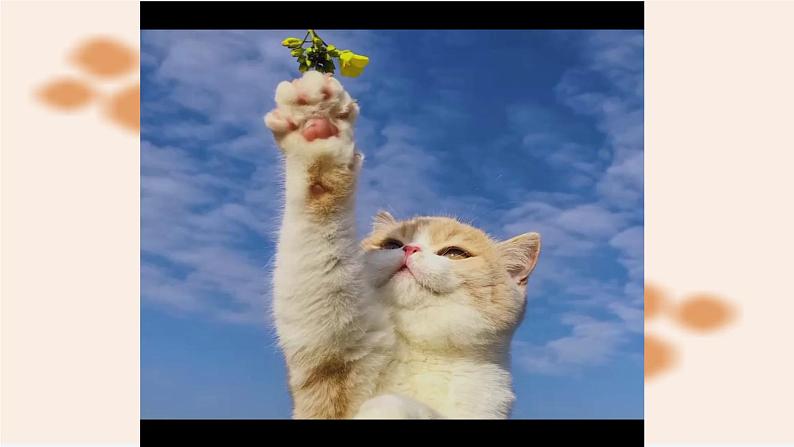 语文部编版4年级下册13课 猫9课件PPT02