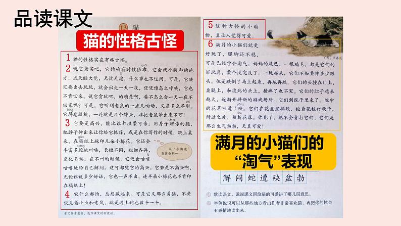 语文部编版4年级下册13课 猫9课件PPT04