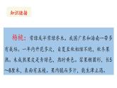 13《画杨桃》课件-2022-2023学年语文二年级下册（部编版）