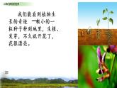 部编版三年级语文下册--22.我们奇妙的世界（课件2）