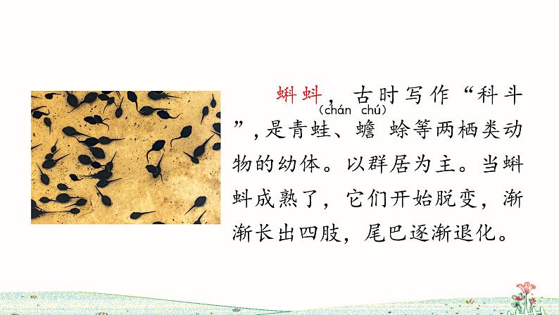 1《小蝌蚪找妈妈》课件+教案+练习课件+朗读视频04