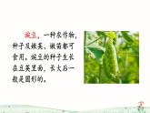 3《植物妈妈有办法》课件+教案+练习课件+朗读视频