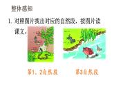 部编版一年级语文下册--21 小壁虎借尾巴（优质课件）