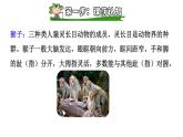 部编版一年级语文下册下册--18.小猴子下山（精品课件）