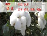 部编版一年级语文下册--19 棉花姑娘（精品课件1）