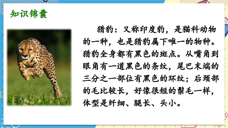 部编版语文5年级上册 第2单元 7.什么比猎豹的速度更快 PPT课件+教案03