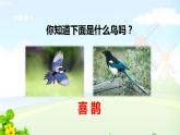 9 枫树上的喜鹊课件PPT