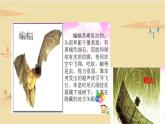 2021-2022学年部编版语文四年级上册 6 夜间飞行的秘密 课件2