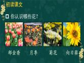 4 花之歌 课件