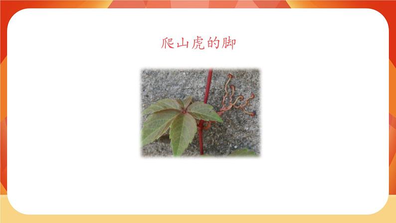 10《爬山虎的脚》第1课时 课件+教案+导学案设计06