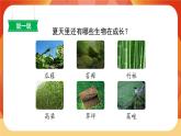 16《夏天里的成長(zhǎng)》第2課時(shí) 課件+教案+課時(shí)測(cè)評(píng)+導(dǎo)學(xué)案設(shè)計(jì)