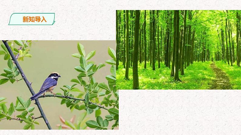 部编版三年级上册语文第23课《父亲、树林和鸟》02