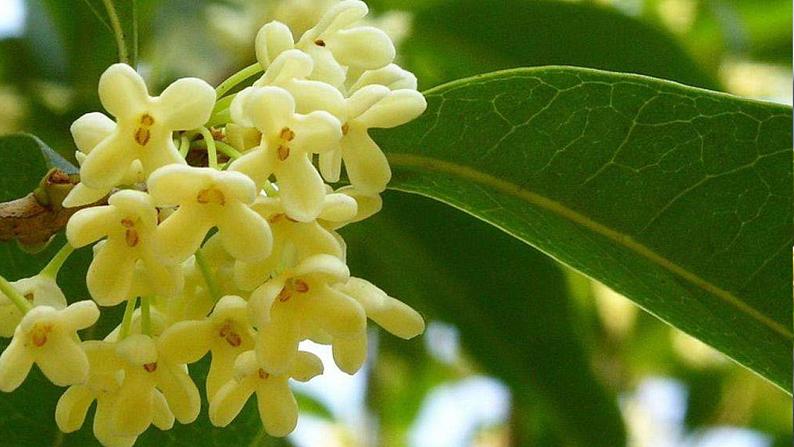 （教学课件）3.桂花雨第2页