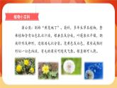 16《金色的草地》第1課時(shí) 課件+教案+導(dǎo)學(xué)案設(shè)計(jì)