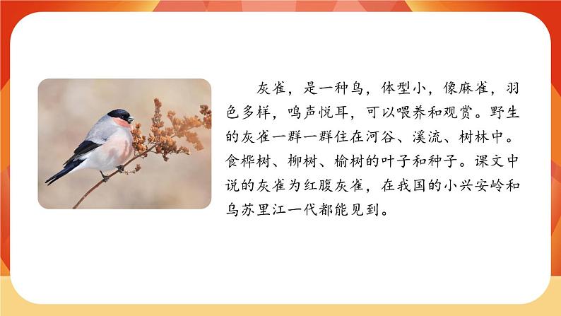 25《灰雀》第1课时 课件+教案+导学案设计03