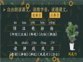 1 大青树下的小学 课件-部编版语文三年级上册