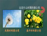 16 金色的草地 課件-部編版語文三年級上冊