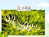 22《小毛虫》（第一课时）教学课件