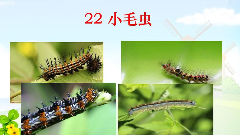 22小毛虫  课件01