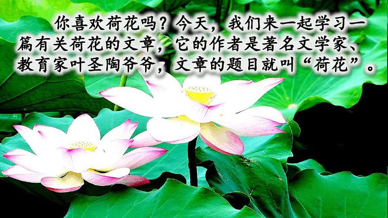 统编版(五四制)三年级下册课件：荷花01