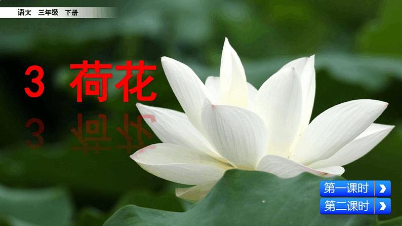 统编版(五四制)三年级下册课件：荷花02