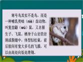 13 寒号鸟 课件-部编版语文二年级上册