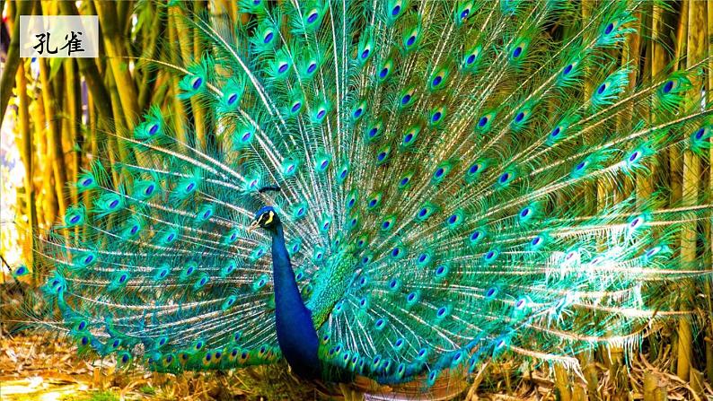 统编版语文2年级上册 第2单元 3 拍手歌 PPT课件+教案06