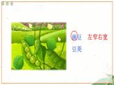 统编版语文4年级上册 第2单元 5 一个豆荚里的五粒豆 PPT课件+教案