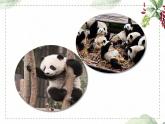 第七单元 习作： 国宝大熊猫（课件）-2022-2023学年语文三年级下册同步作文（部编版）