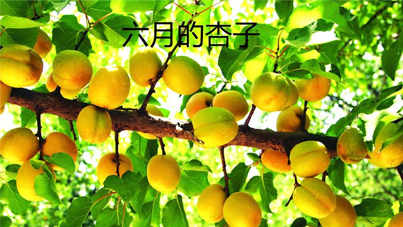 仁寿县文缜小学夏雅莉《葡萄沟》课件06