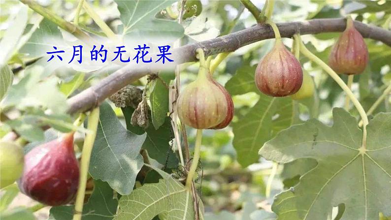 仁寿县文缜小学夏雅莉《葡萄沟》课件07