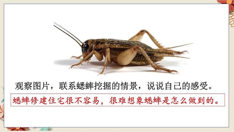 人教部编语文4上 第3单元 11. 蟋蟀的住宅 PPT课件+教案+练习07