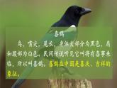 9《枫树上的喜鹊》课件+教案