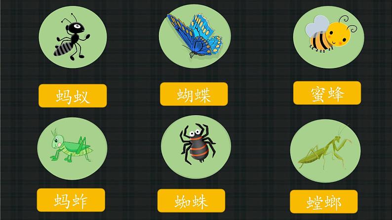 11《我是一只小虫子》课件+教案02