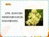 人教部编语文5上 第1单元 3.桂花雨 PPT课件+教案+练习