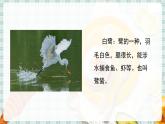 人教部编语文5上 第1单元 1.白鹭 PPT课件+教案+练习