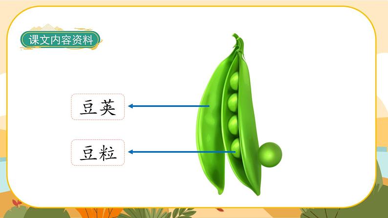 部编版语文四年级上册5《一个豆荚里的五粒豆》课件PPT07