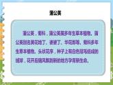部编版语文三年级上册 16.金色的草地 第一课时 课件