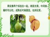 部編版語(yǔ)文2上 14《我要的是葫蘆》課件PPT