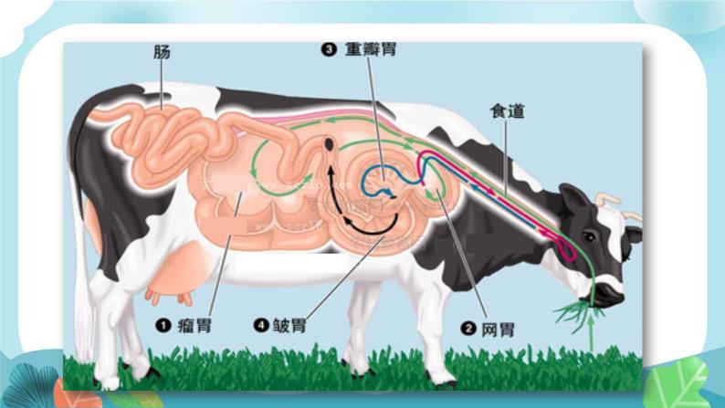 部编版语文三上 10 在牛肚子里旅行（课件PPT）07