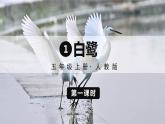 部编版语文五上 1 白鹭（课件PPT）