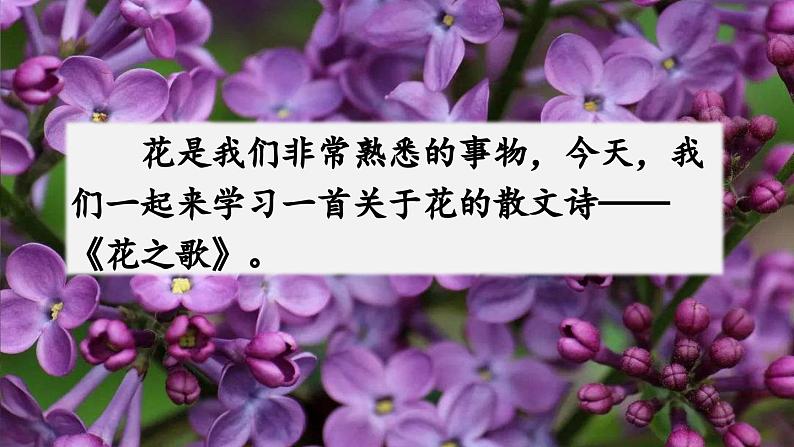 人教语文6年级上册 4 花之歌课件+教案 +习题02