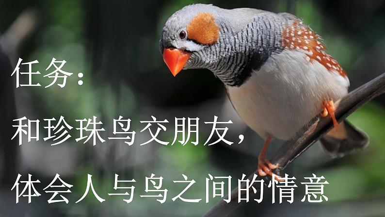 【新课标】4 珍珠鸟（课件PPT+教案+音视频素材)02
