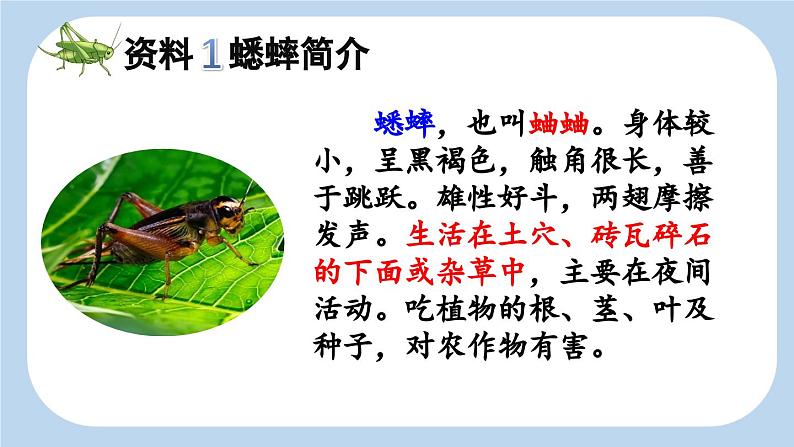 【新课标】11 蟋蟀的住宅（课件PPT+教案+音视频素材)04