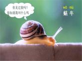 14 小蜗牛 1语上 第8单元【课件+教案】