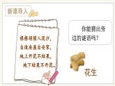 2.落花生 5语上 第1单元【课件+教案】