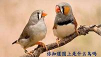 小学语文人教部编版五年级上册珍珠鸟课文课件ppt