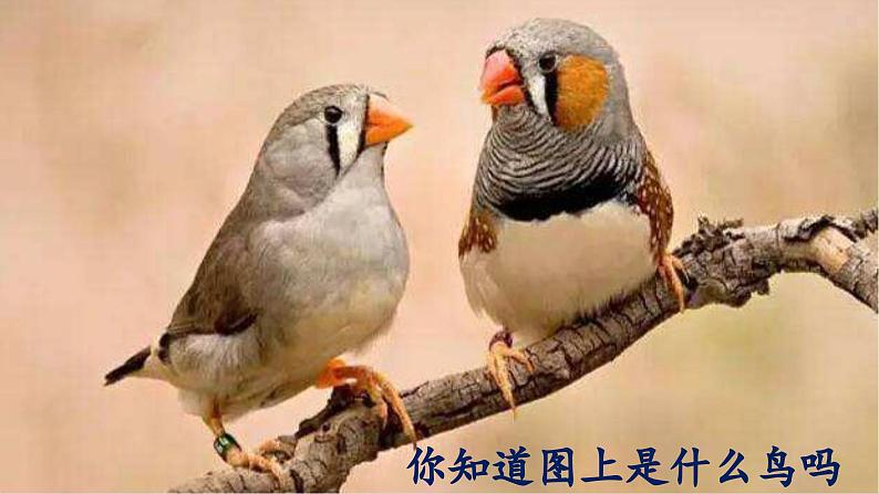 4.珍珠鸟 5语上 第1单元【课件+教案】01